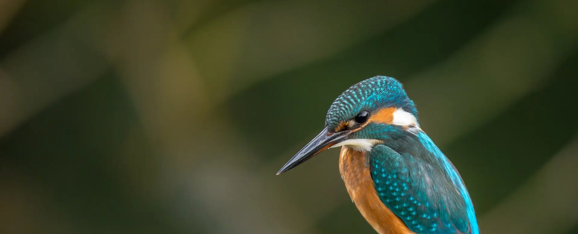 Kingfisher