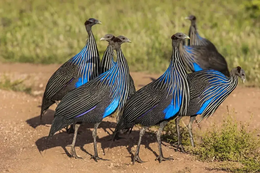 Guinea Fowl