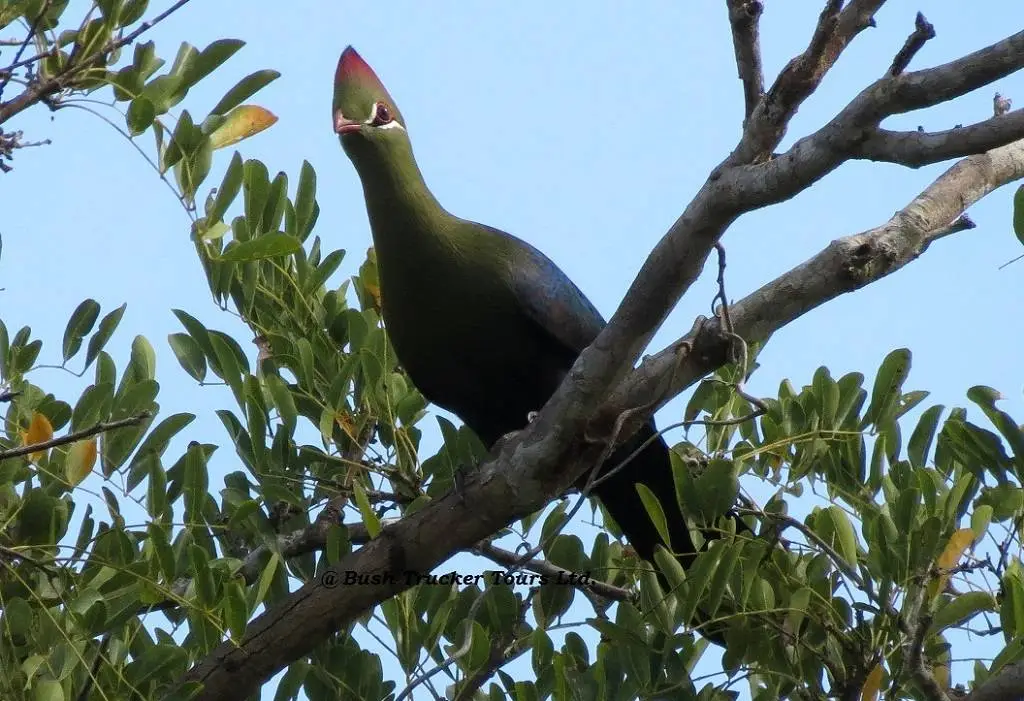 bird-watching-safari