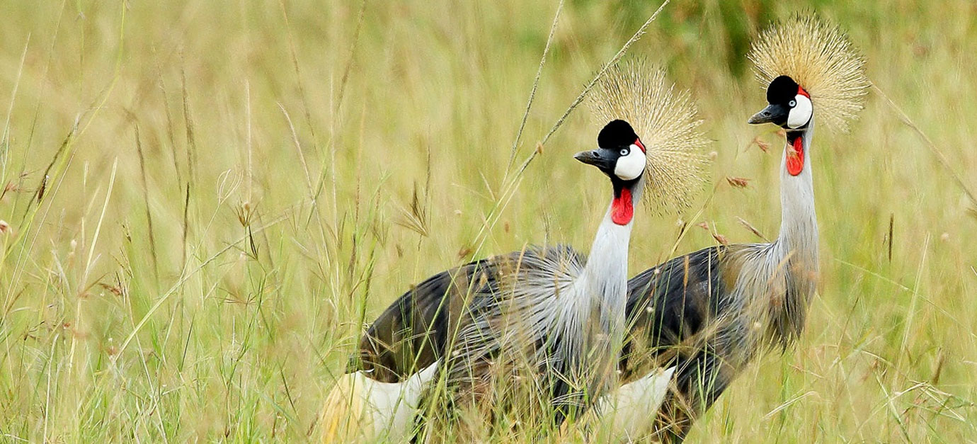 Crane