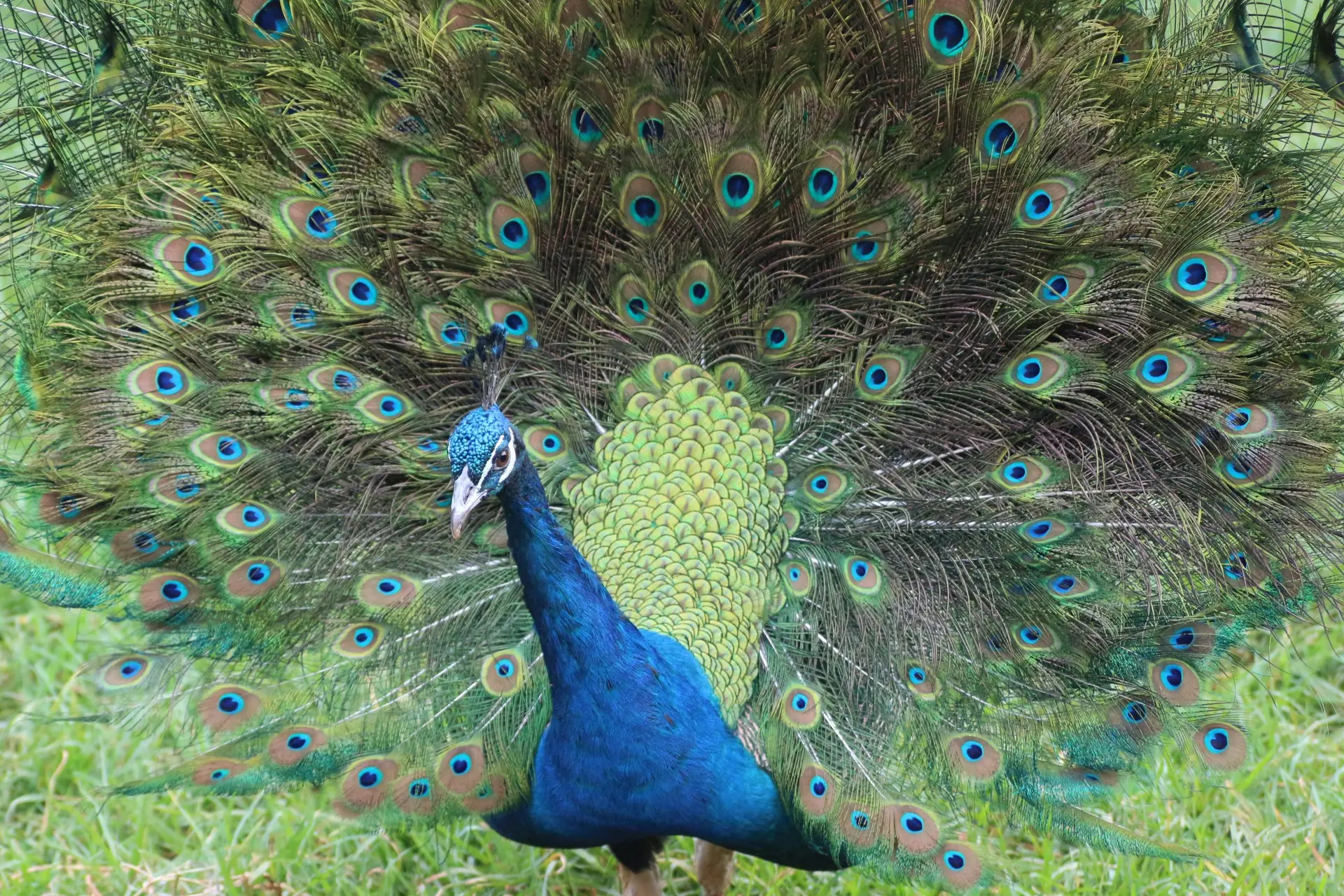 Peacock