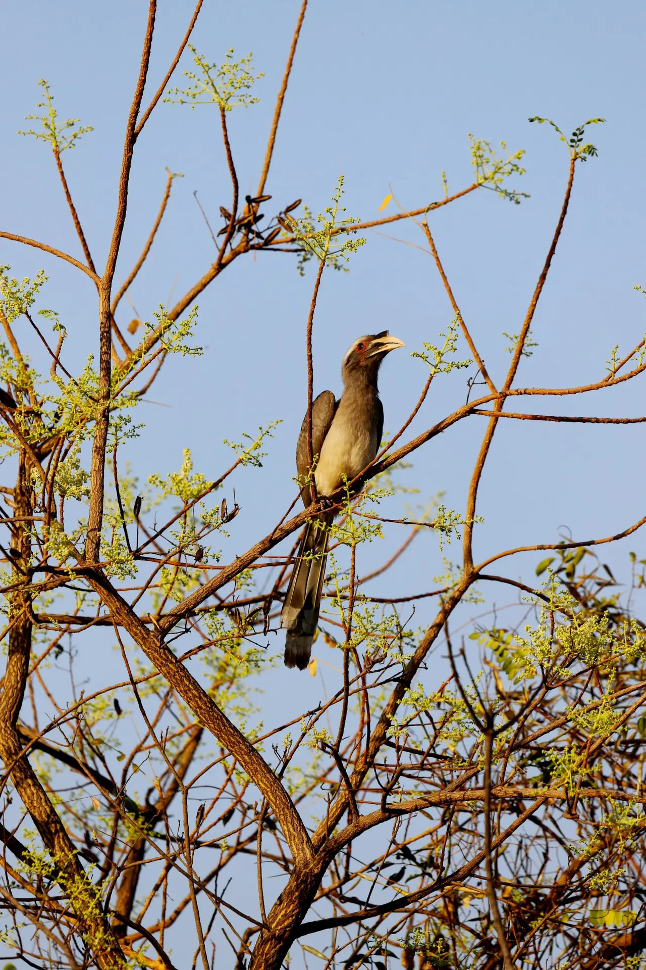 Hornbill