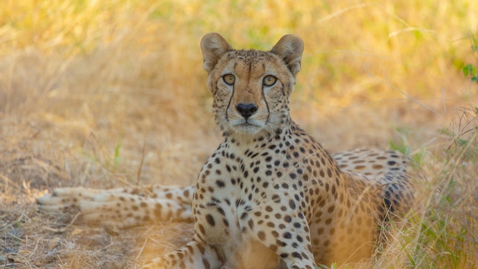nguruman wildlife