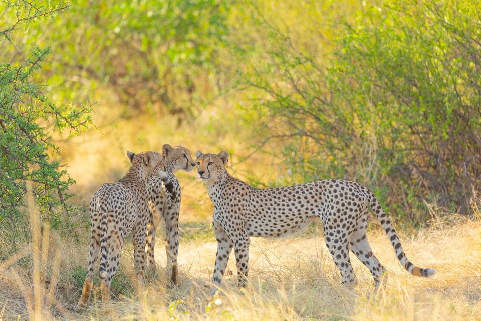 nguruman wildlife2