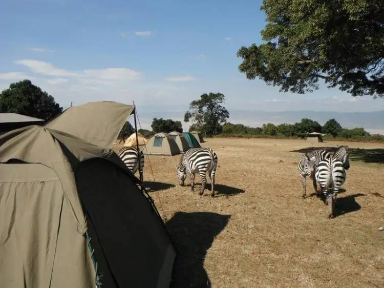 simba-campsite