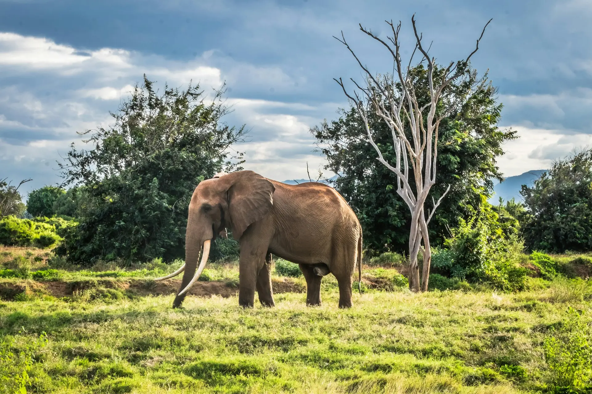 tsavo elephant