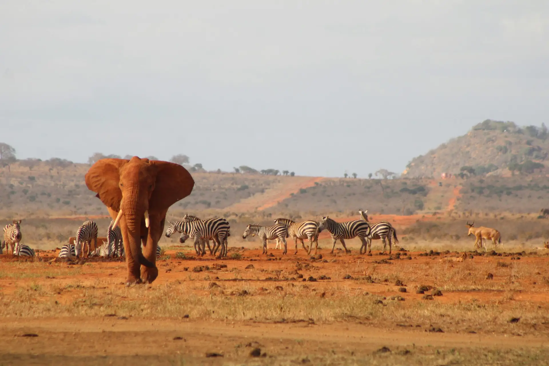 tsavo1