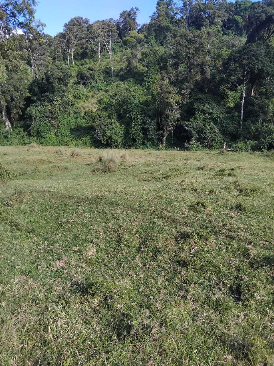 Loita Forest