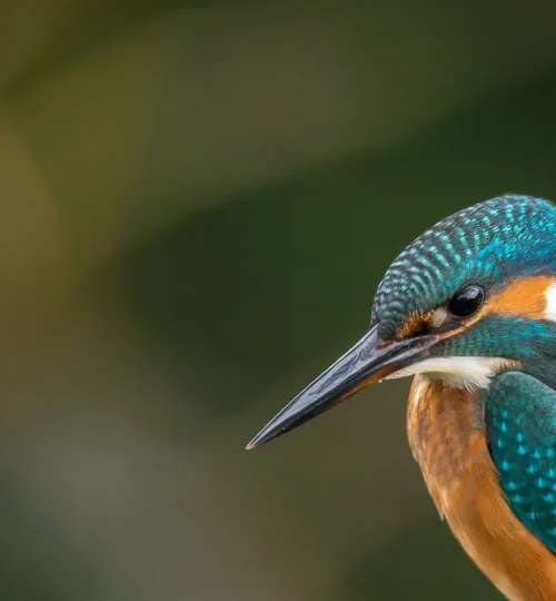 Kingfisher