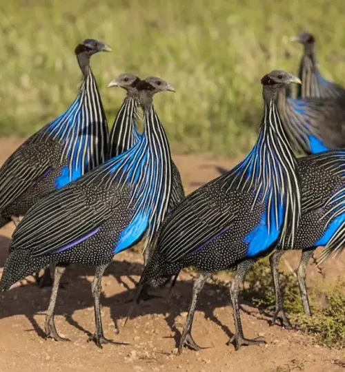 Guinea Fowl