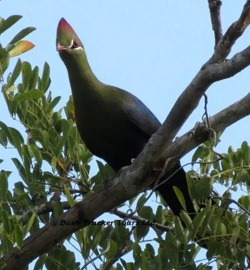 bird-watching-safari