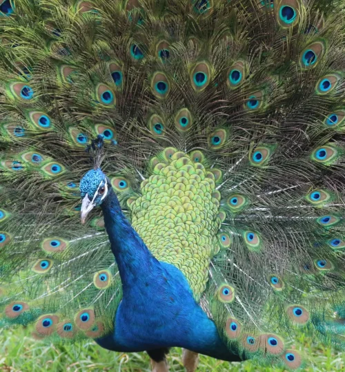 Peacock