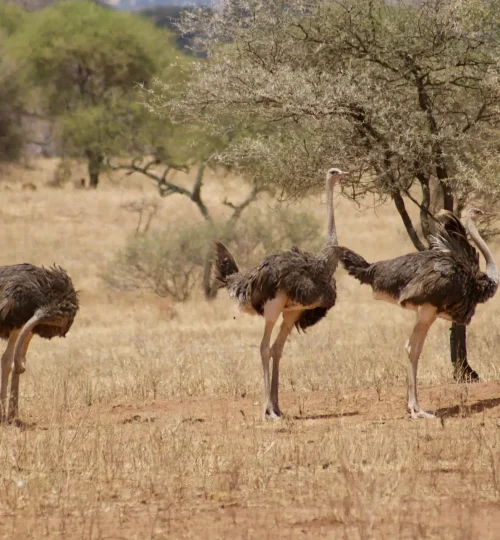 Ostrich